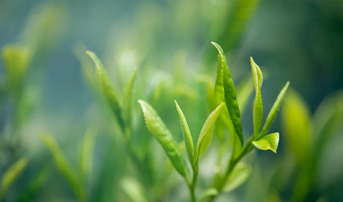 你了解茶葉最佳的沖泡方法嗎？